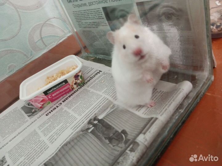 Хомяк с аквариумом