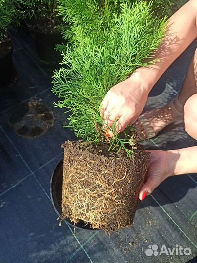 Туя Смарагд С3 40-55 см