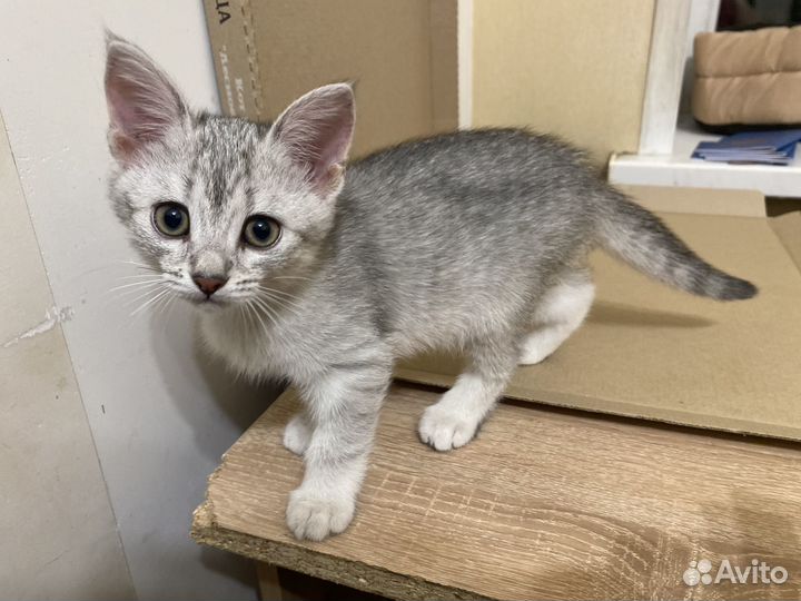 Котята 3 месяца