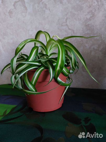 Хлорофитум