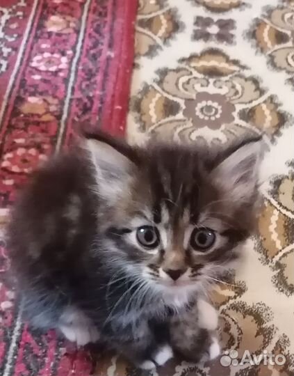 Котята норвежская лесная