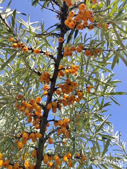 Облепиха саженцы 2х летки