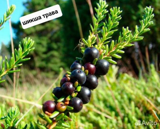 Сушеный лист черники рябин шикши малина золотарник