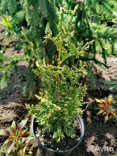 Хвойные растения