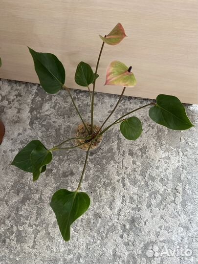 Антуриум пандола, хот липс, адиос вайт/ред