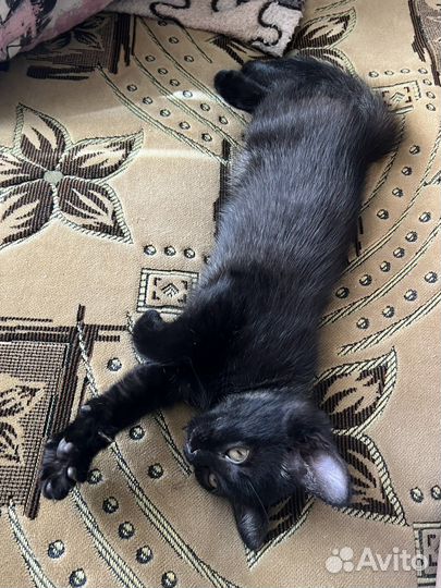 Котенок девочка в добрые руки