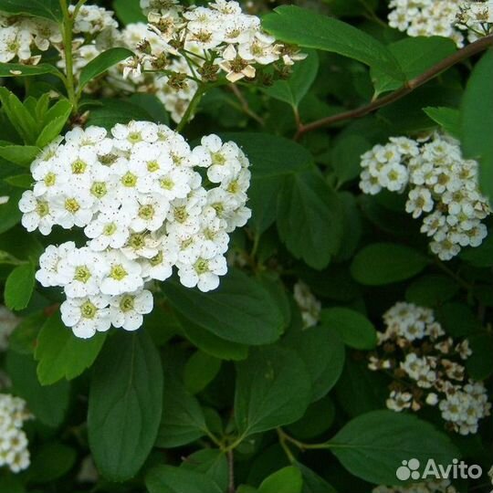 Растения для сада