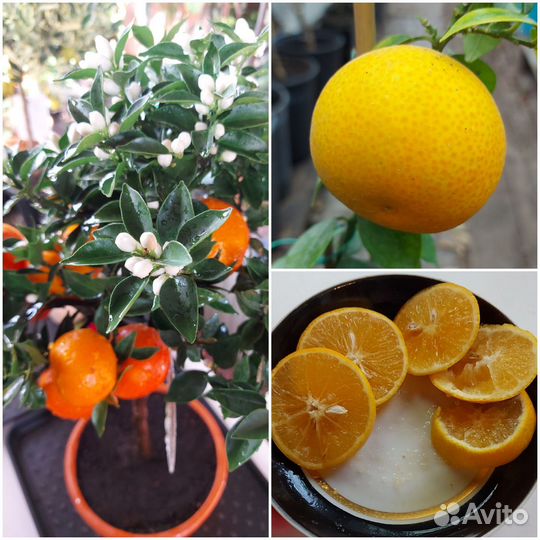 Цитрусы с плодами, сладкий лимон