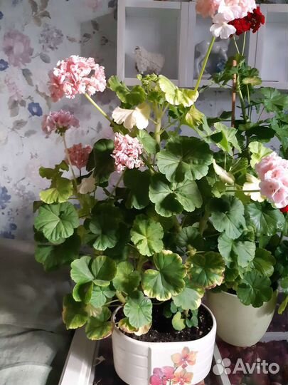Пеларгония герань сортовая