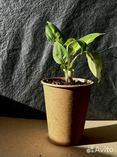 Диффенбахия Камилла / Рефлектор