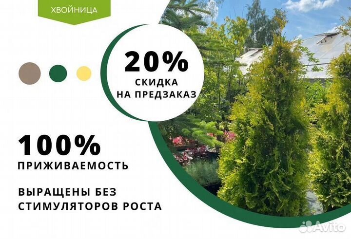 Туя Смарагд,Брабант,Колумна