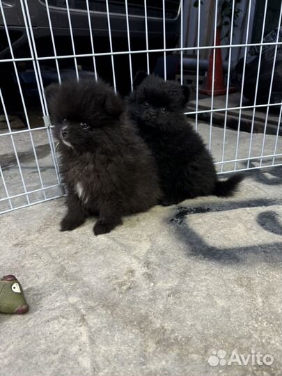 Померанский шпиц мини девочки
