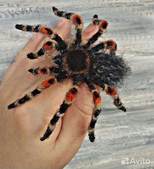 Паук Птицеед. Брошь из шерсти