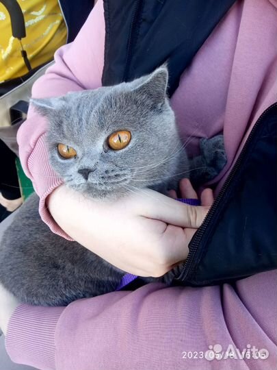 Кошка для вязки