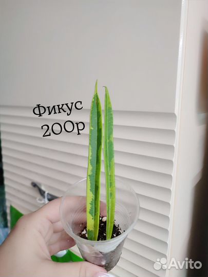 Фикусы, хойи, цветы комнатные