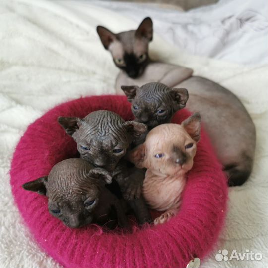 Канадский сфинкс котенок