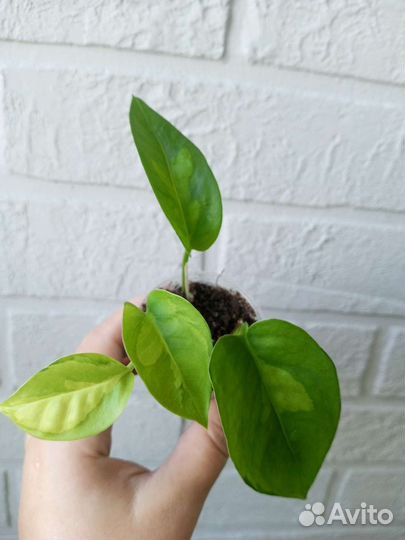 Эпипремнум набор