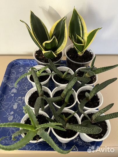 Суккуленты