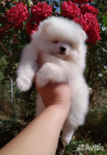 Померанский шпиц белые малыши