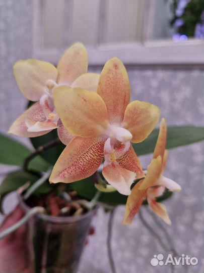 Орхидея фаленопсис