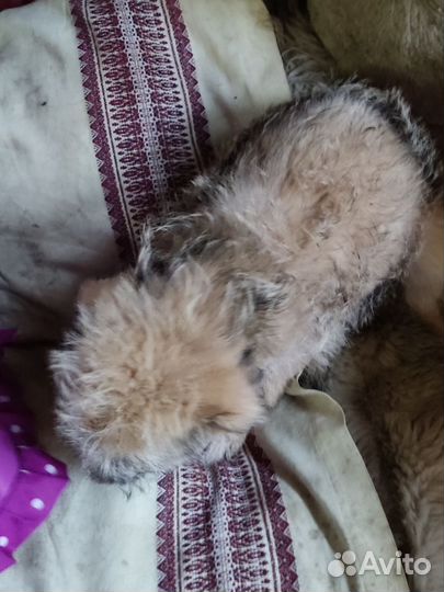 Отдается в добрые щенок (девочка, 3 мес)