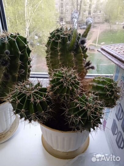 Домашние цветы