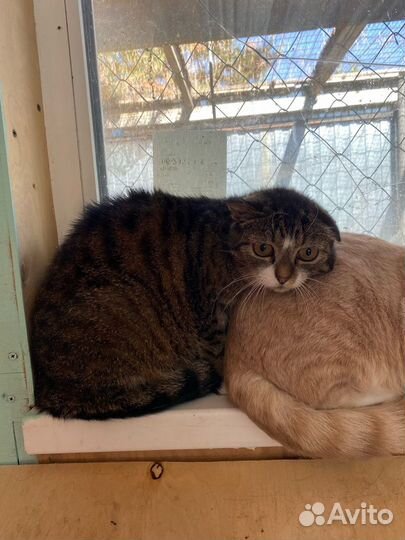 Отдам в добрые руки