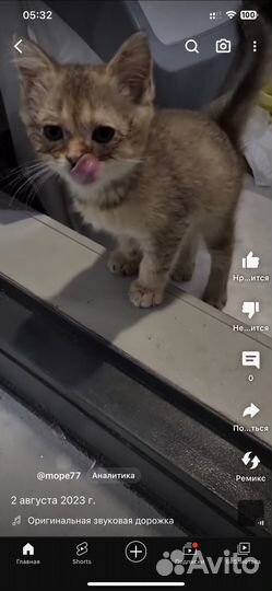 Кошечка в добрые руки