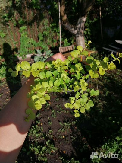 Вербейник монетчатый жёлтый лизимахия