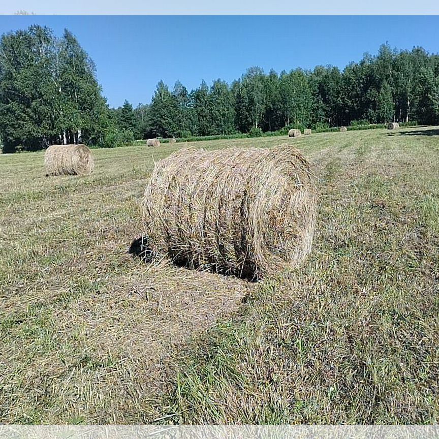 Продам сено в рулонах