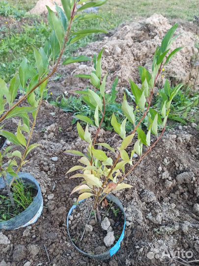 Форцизия саженцы