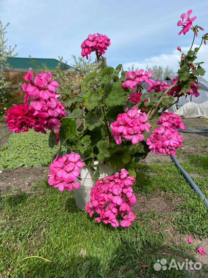 Пеларгония герань