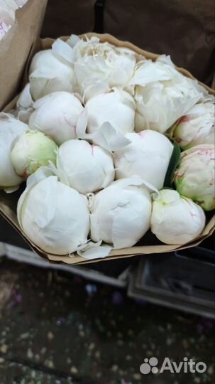 Пионы 11 пион 21 пион 31 пион 51 пион 101 пионы