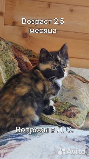 Кошка в дар бесплатно