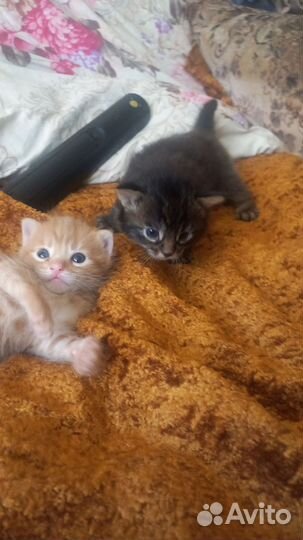 Кошки в добрые руки бесплатно