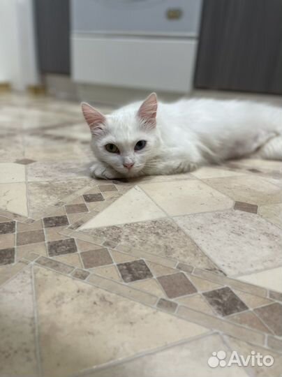 Турецкая ангора