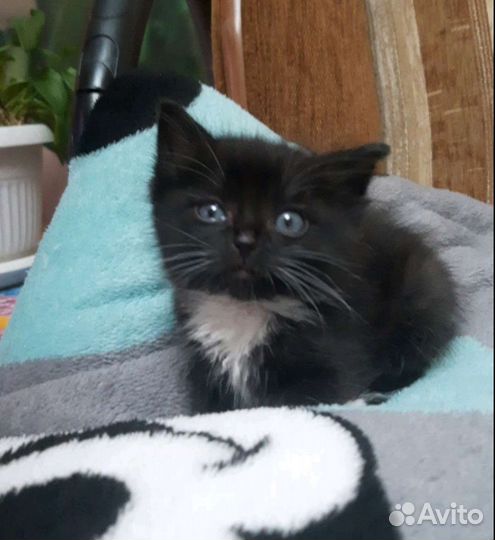 Черный котенок