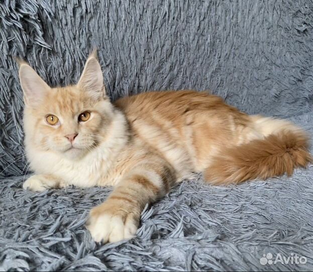 Котята мейн-кун