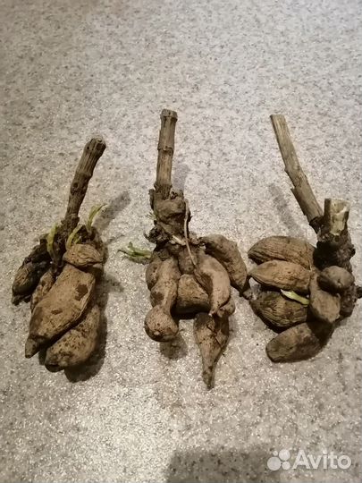 Корни георгинов