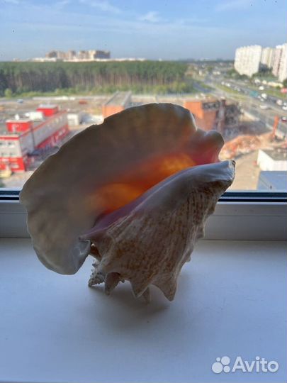 Ракушка морская большая