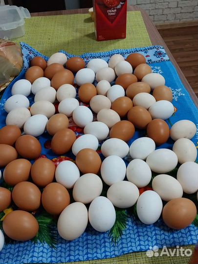 Домашние куриные яйца