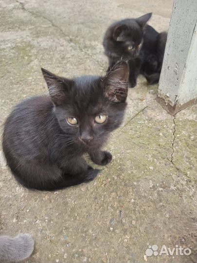 Британская кошка