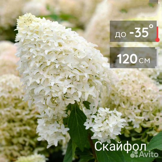 Рассада гортензий