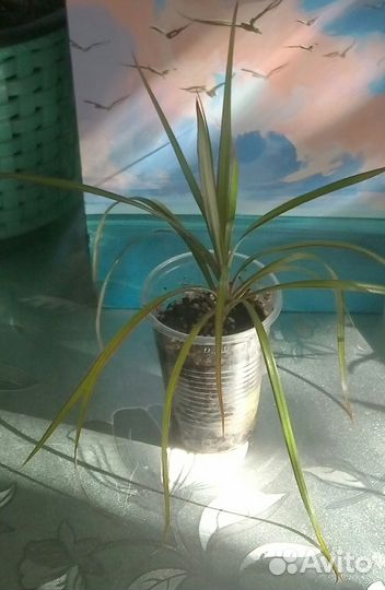 Драцена, алоэ, фикус Бенджамина, традесканция