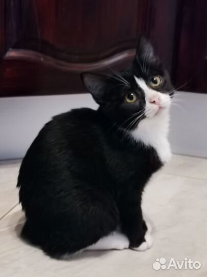 Курильский бобтейл котята