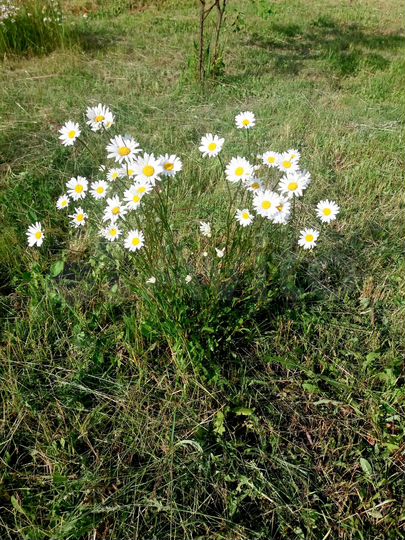 Дача 16 м² на участке 12 сот.