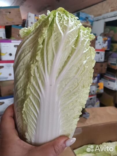 Пекинская капуста