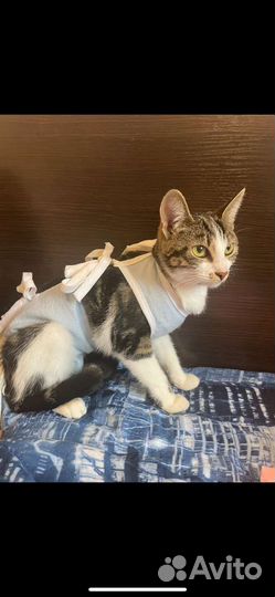 Стерилизованная кошечка в добрые руки