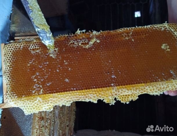 Мед 2024 года Алтайский опт