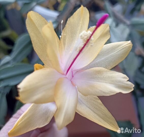 Декабрист шлюмбергера